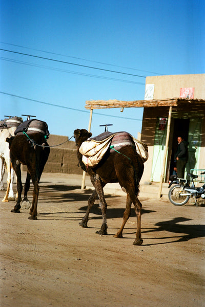 Print Meharé - BELDY