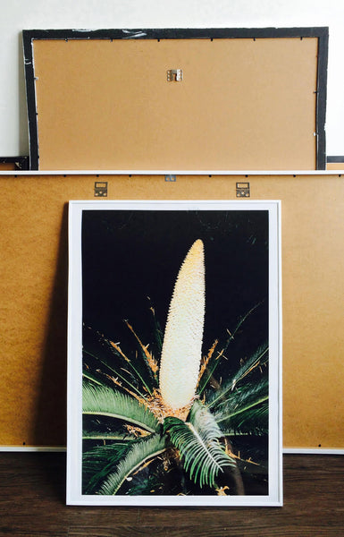 Print Cactus - BELDY