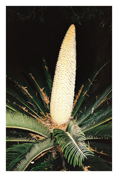 Print Cactus - BELDY