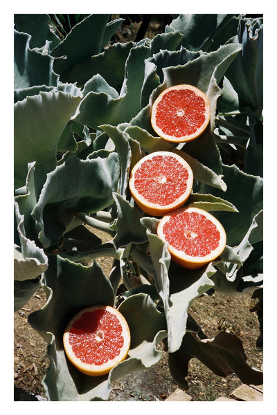 Print Pomelos - BELDY